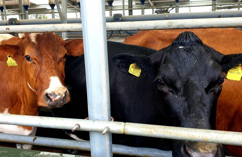 Cows at Bretforton House Farm