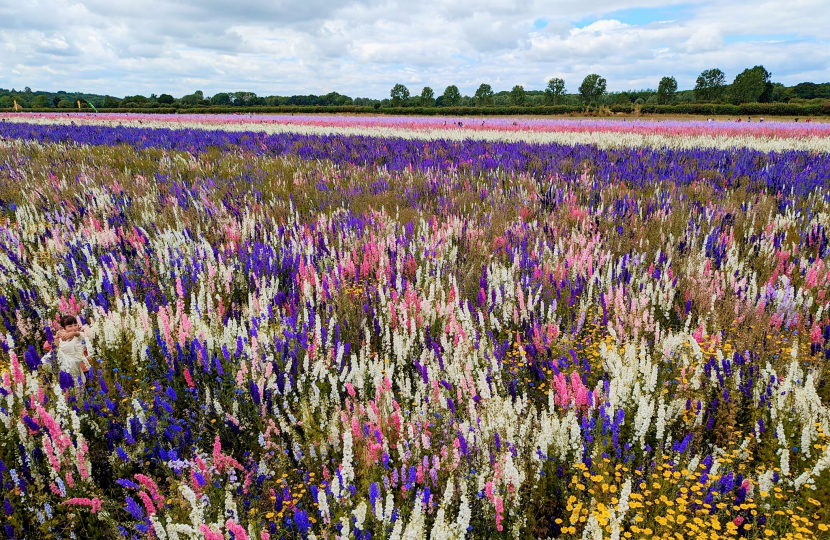 Confetti Flower Field at Wick, Pershore, Worcestershire