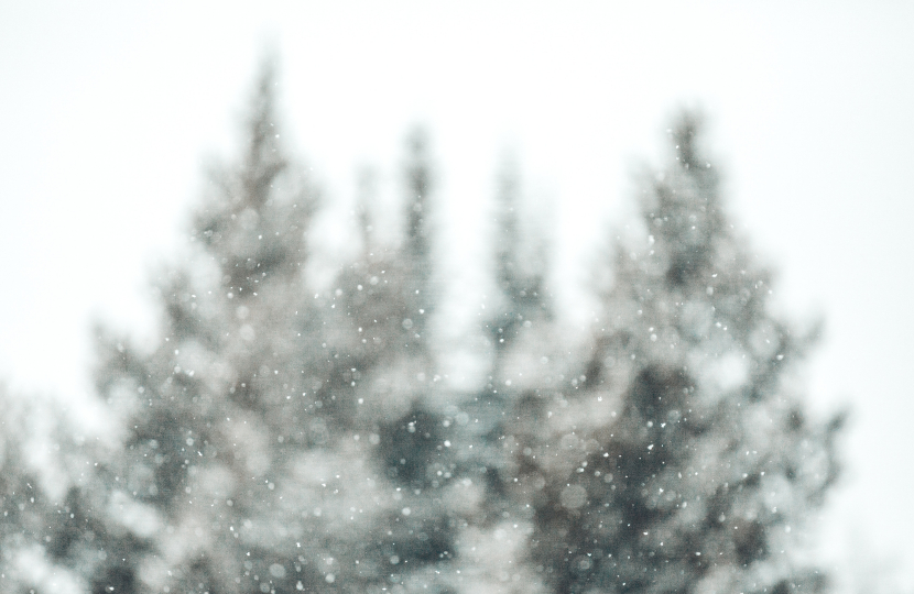 Image of trees in winter.