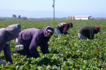 Seasonal workers scheme