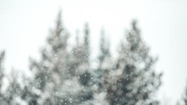 Image of trees in winter.